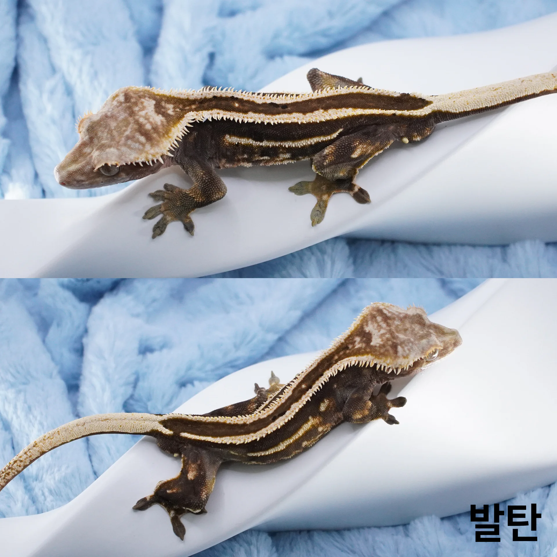 발탄