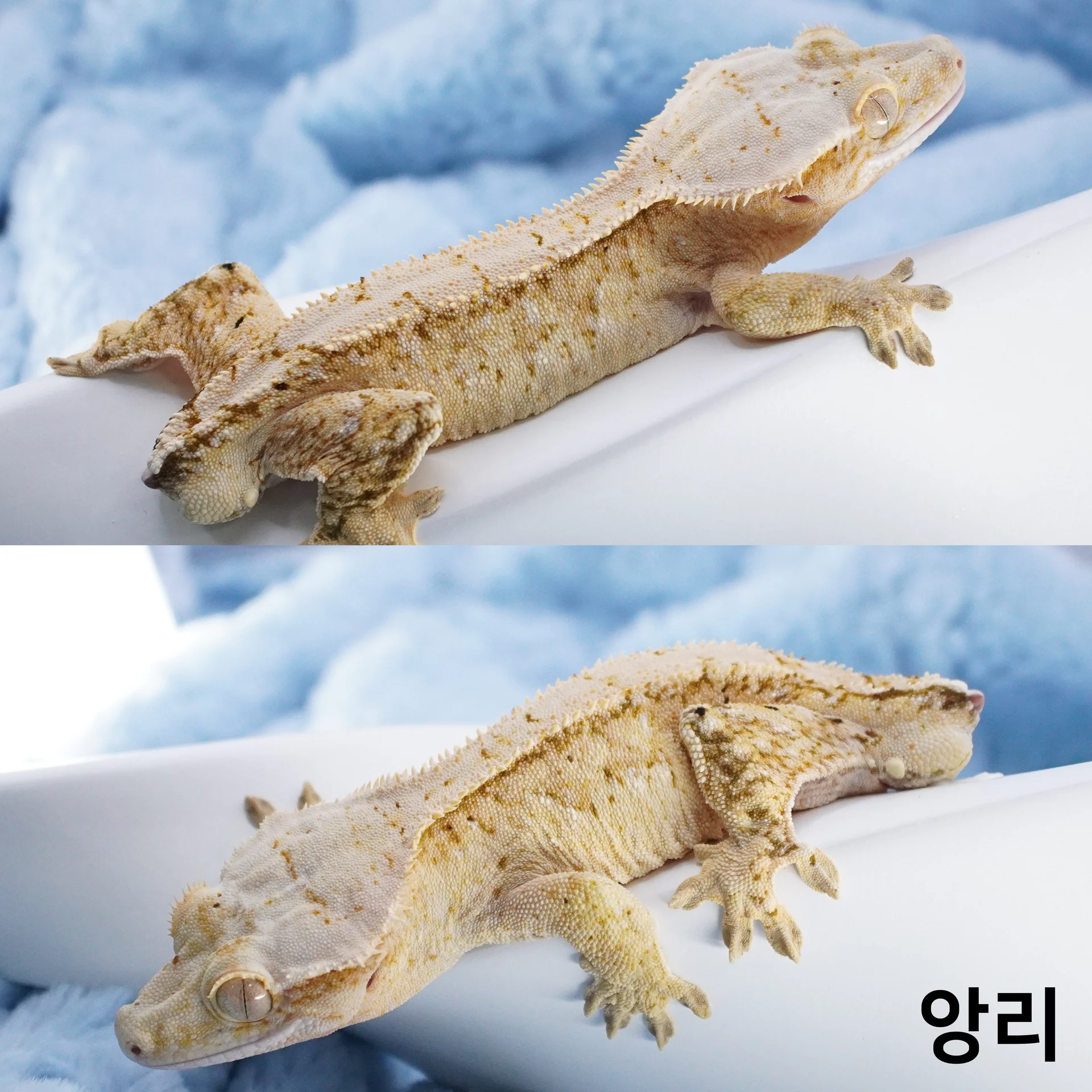 앙리